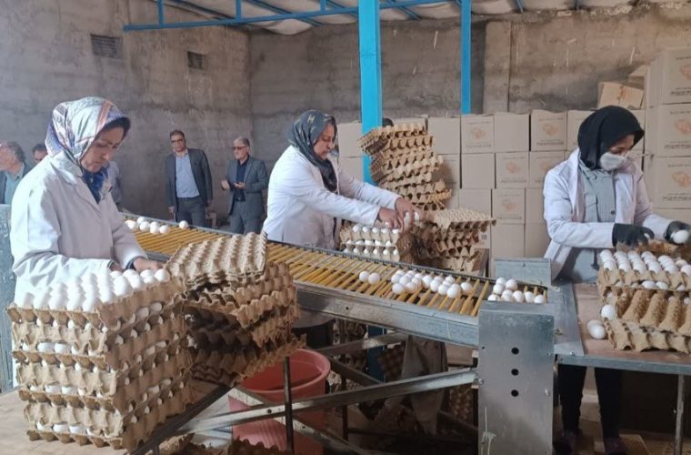راه‌اندازی فارم۵۰ هزار قطعه‌ای مرغ تخم‌گذار در رشتخوار