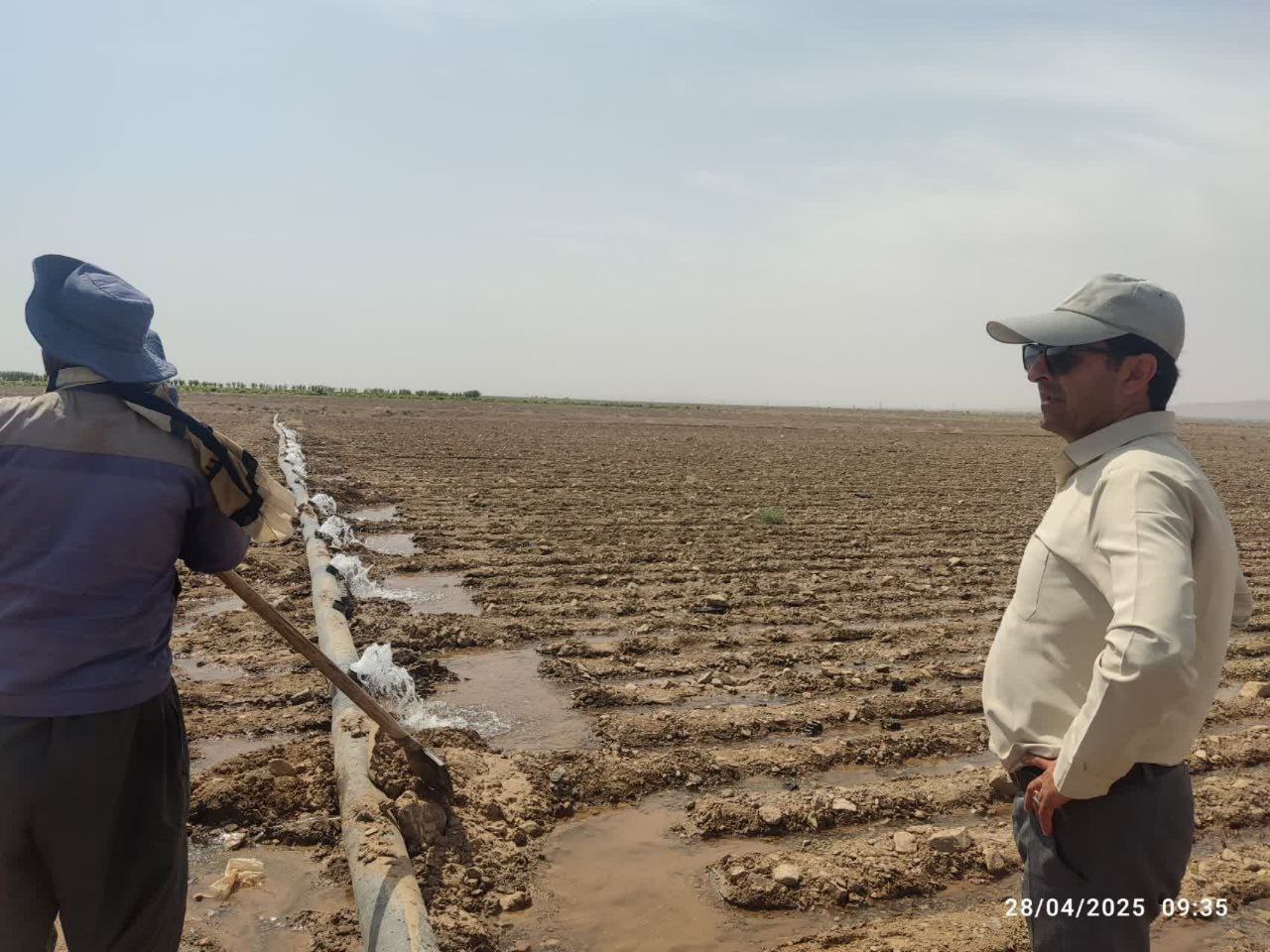 کاشت نعنا برای اولین بار در رشتخوار کاشت نعنا برای اولین بار در رشتخوار