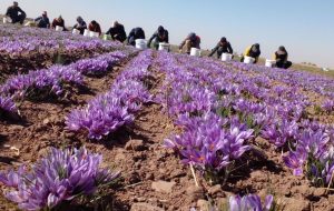 برداشت طلای سرخ در دیار فروغ آفتاب