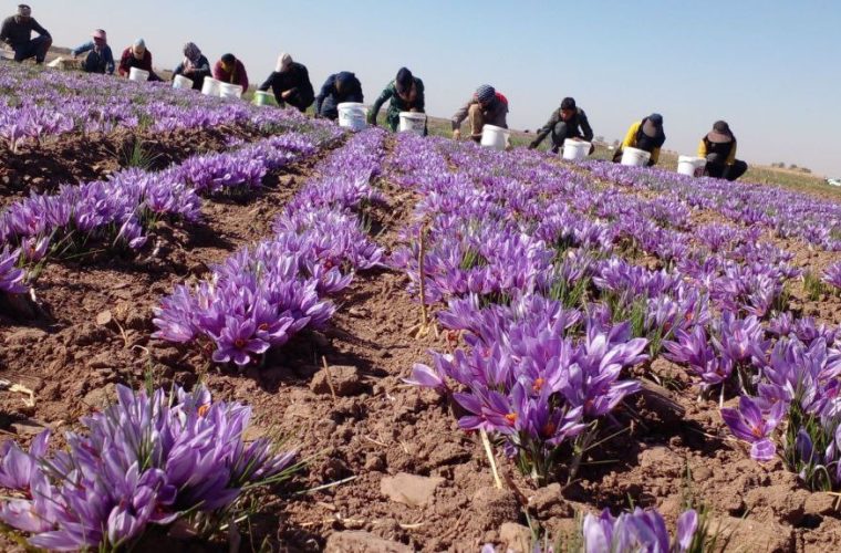 برداشت طلای سرخ در دیار فروغ آفتاب